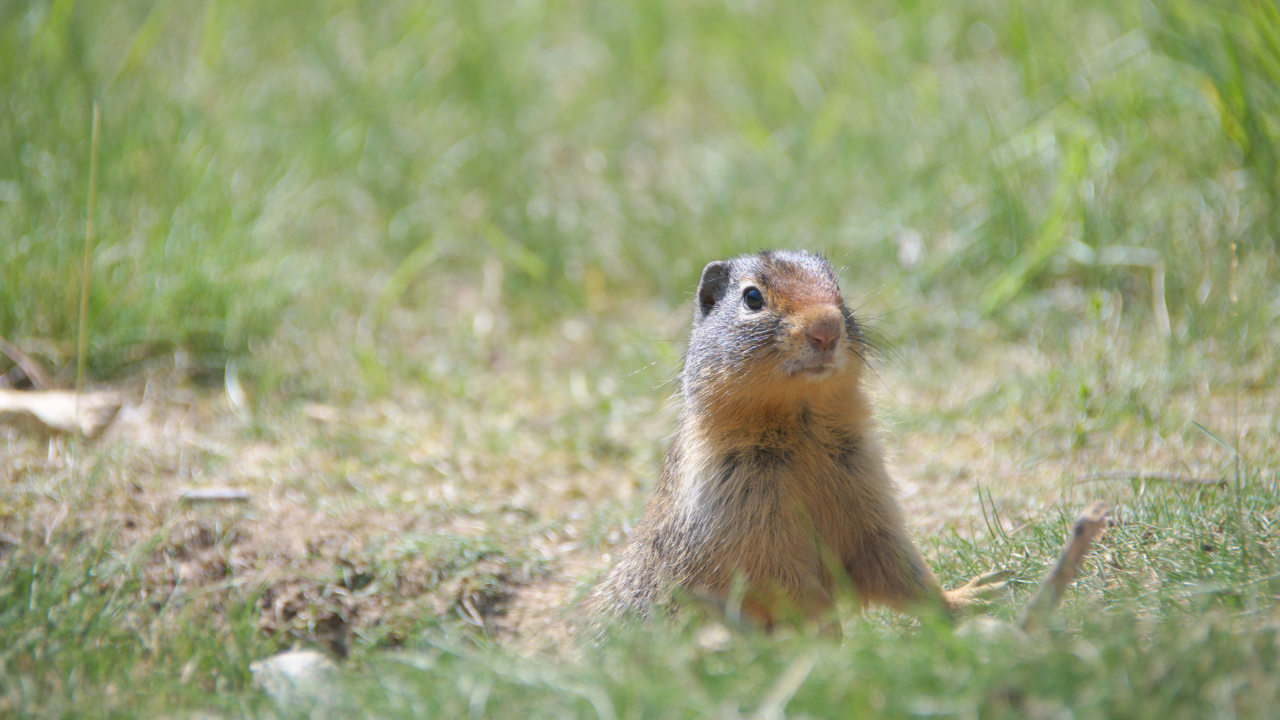 Groundhog