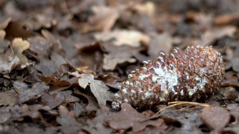 Pinecone